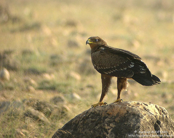 Aigle criard