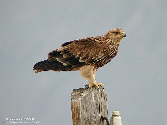 Aigle impérial