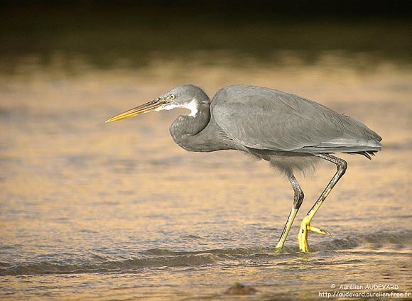 Aigrette des récifs