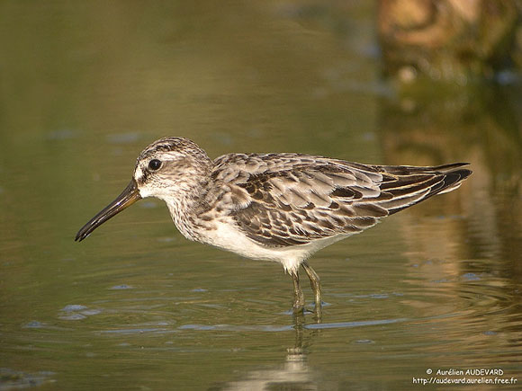 Bécasseau falcinelle