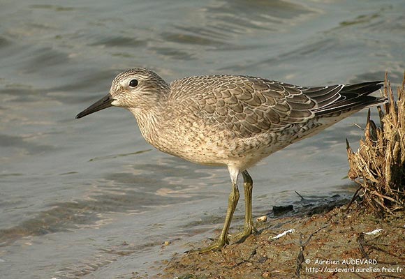 Bécasseau maubèche