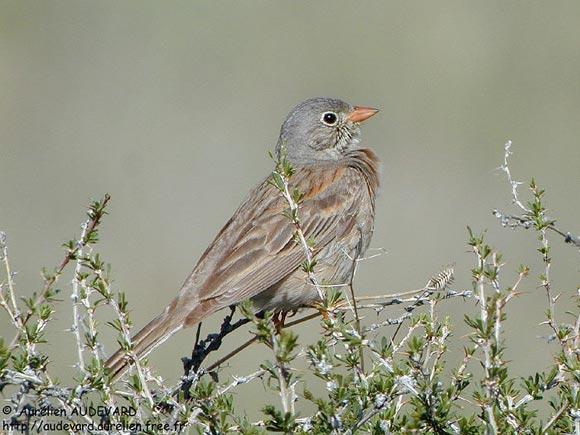 Bruant à cou gris