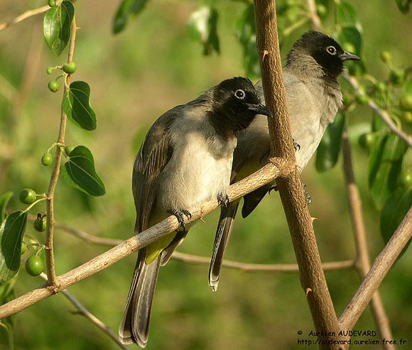 Bulbul d'Arabie