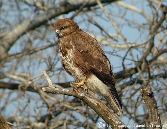 Buse variable