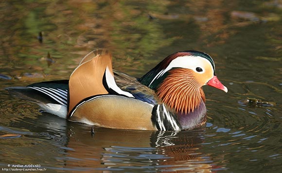 Canard mandarin