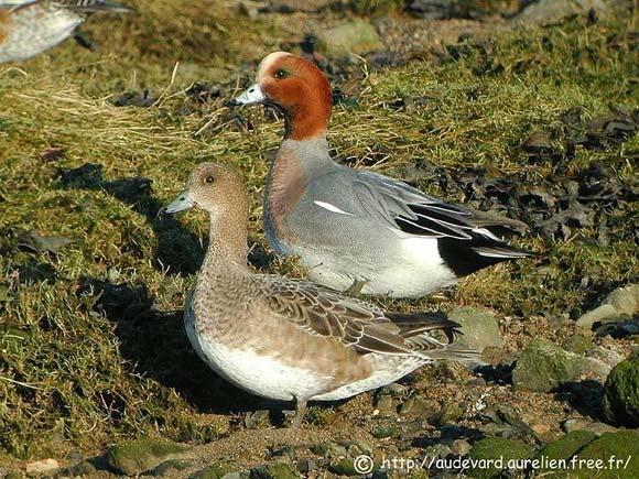 Canard siffleur