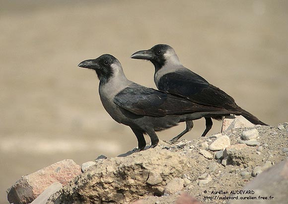 Corbeau familier