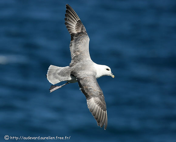 Fulmar boréal