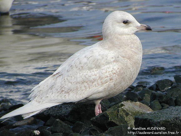 Goéland à ailes blanches