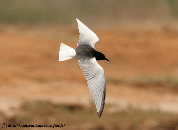 Guifette leucoptère