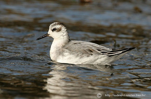 Phalarope &agrave; bec large