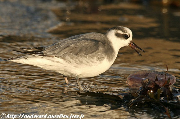 Phalarope &agrave; bec large