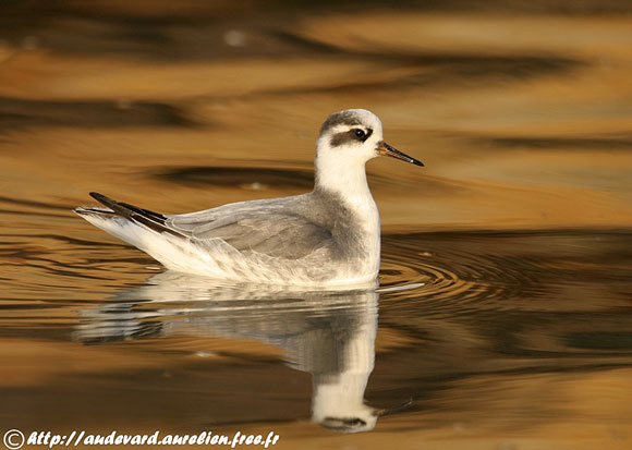 Phalarope &agrave; bec large