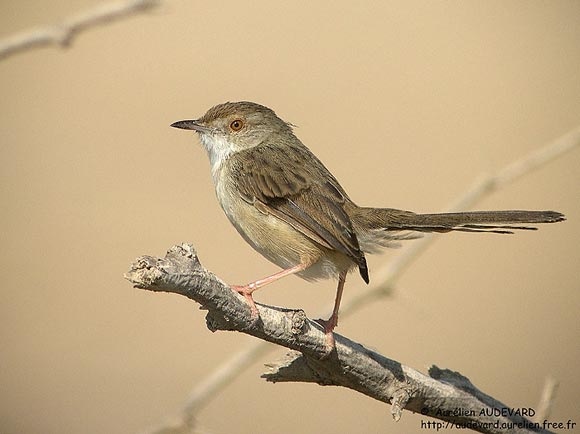 Prinia gracile