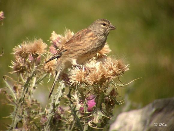 Linotte mélodieuse