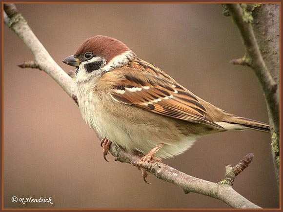 Moineau friquet