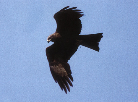 Résultat de recherche d'images pour "milan noir oiseau"