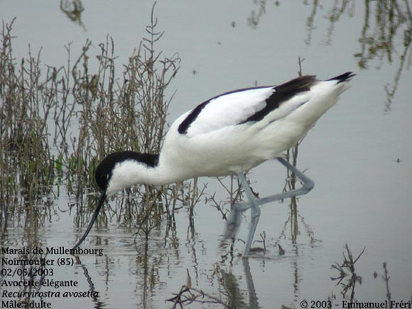 Avocette élégante