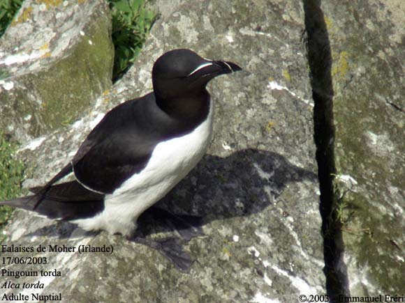 Pingouin torda