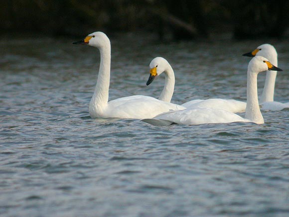 Cygne de Bewick