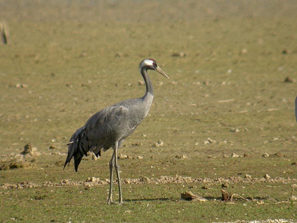 Grue cendrée