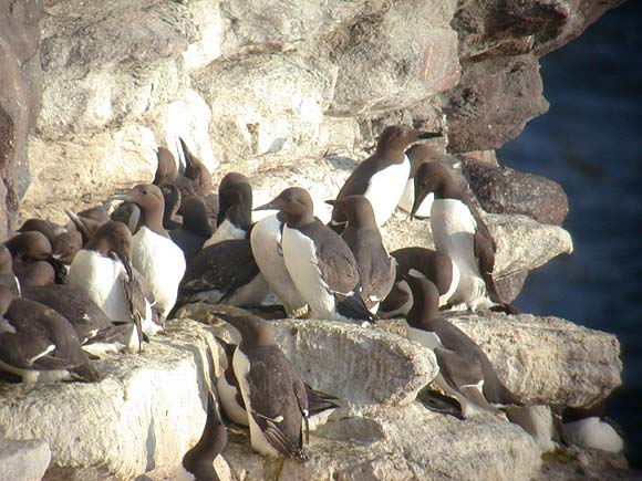 Guillemot de Troïl