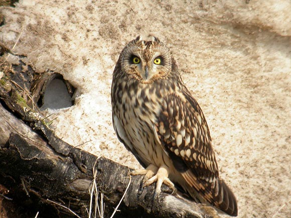 Hibou des marais