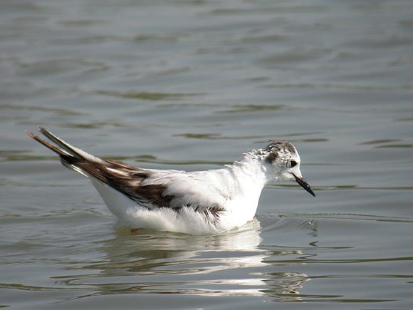 Mouette pygmée