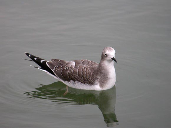 Mouette de Sabine