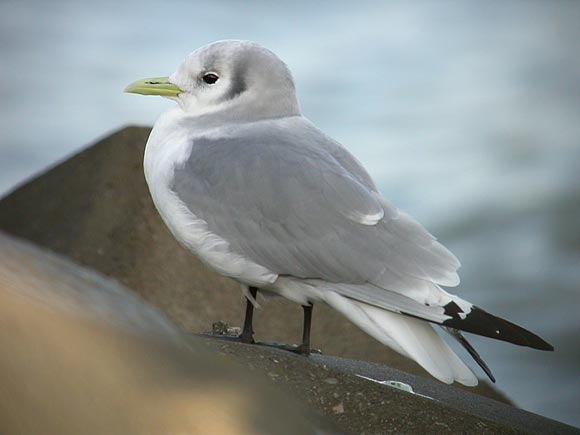 Mouette tridactyle