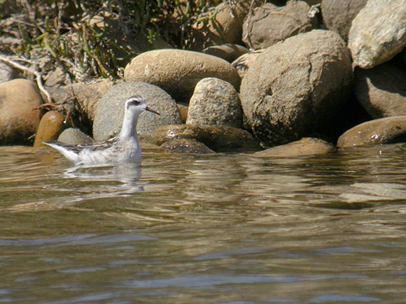 Phalarope &agrave; bec &eacute;troit