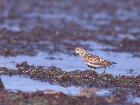 Bécasseau variable