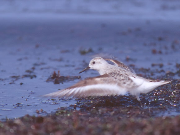 Bécasseau sanderling