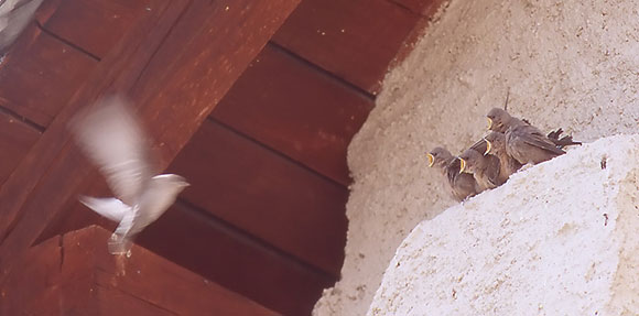 Hirondelle de rochers