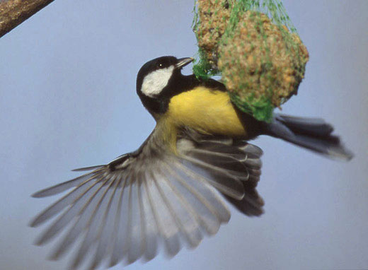 Raisins secs pour nourrir les oiseaux sauvages