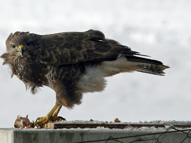 Buse variable