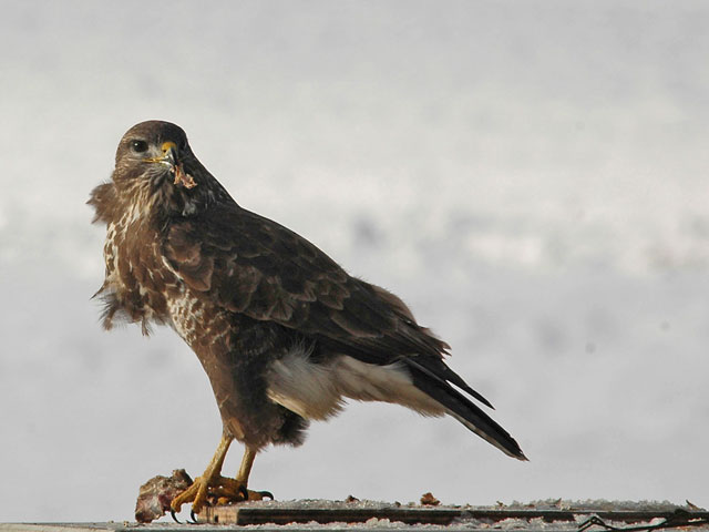 Buse variable