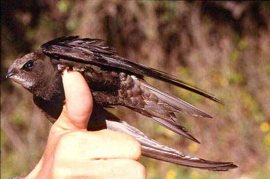 Le martinet noir, un oiseau social