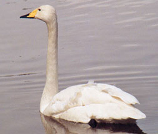 Cygne chanteur