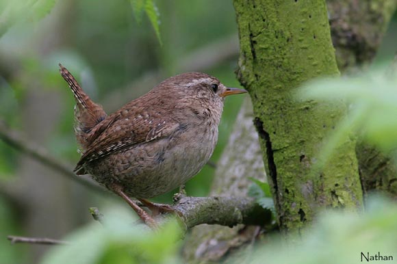 Troglodyte mignon