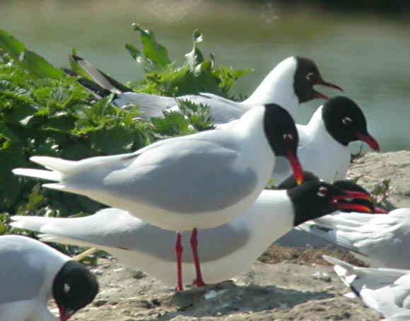 Mouette m&eacute;lanoc&eacute;phale