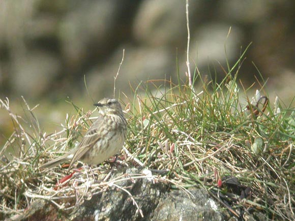 Pipit maritime