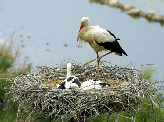 Les oiseaux construisent-ils un nouveau nid à chaque année