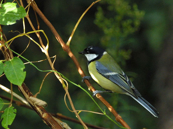 Mésange charbonnière