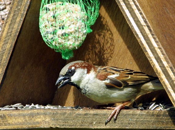 Jardinage : comment nourrir les oiseaux en hiver sans les tuer