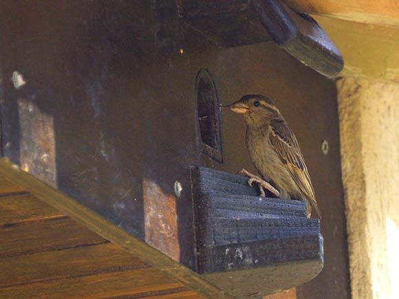 Début de collection de cabane à oiseaux