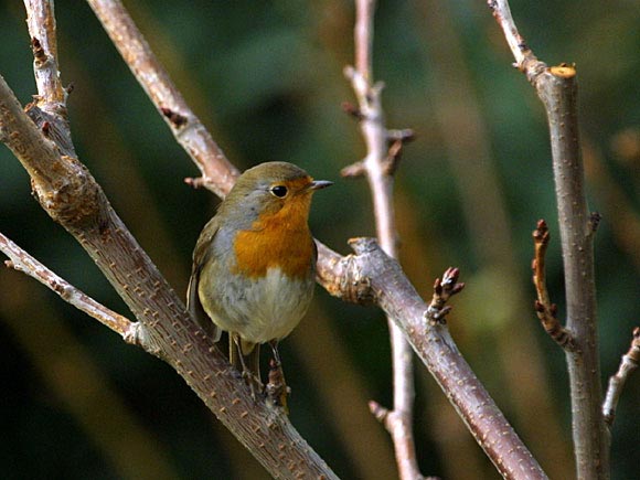 Rouge-gorge familier (Erithacus rubecula) - le jardin des oiseaux