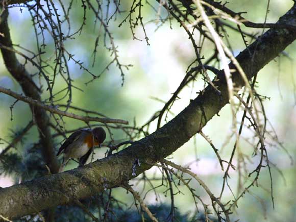 Rouge-gorge (Erithacus rubecula) : petit oiseau familier de nos jardins