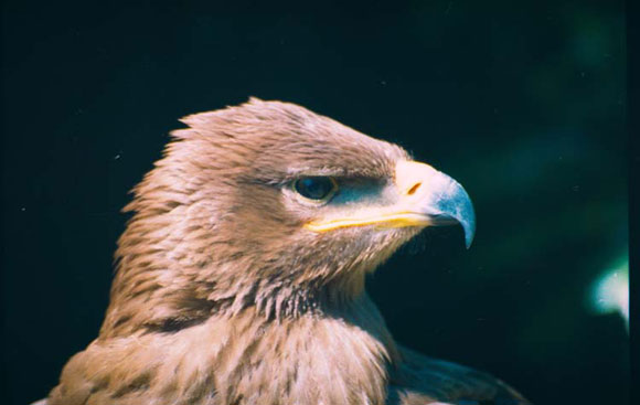Aigle des steppes