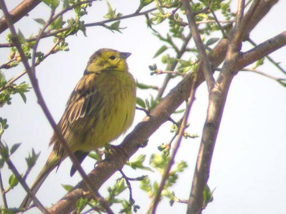 Bruant jaune